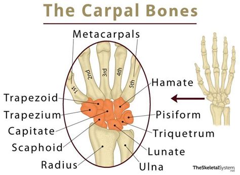 Carpal Bones (Wrist Bones): Definition, Names, Anatomy, Diagram