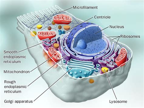 BIOTEK: CORE A - CELL STRUCTURE