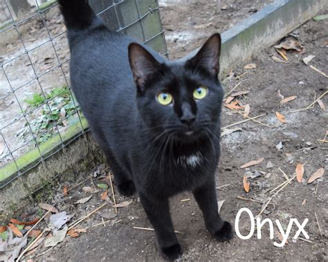 Onyx- male JPG-001 | Hallie Hill Animal Sanctuary