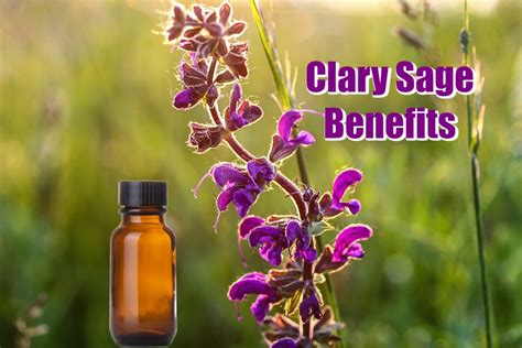 Clary Sage Essential Oil: Facts, Benefits, Uses, and Recipes