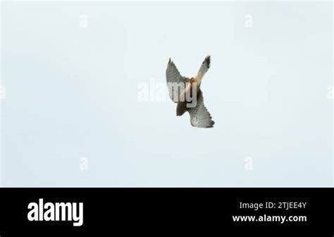 Falcon bird diving as it hunts from above. Slow motion tracking shot of a falcon in a nose dive ...