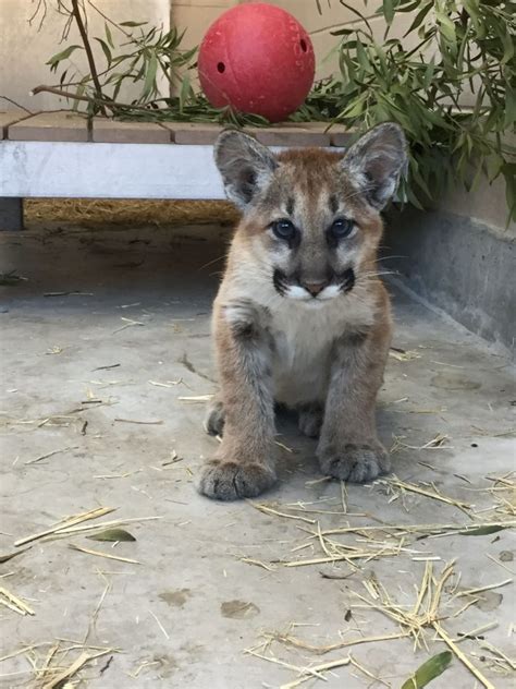 Two Newly Orphaned Mountain Lion Cubs Receiving TLC at Oakland Zoo - DesertUSA Stories & News