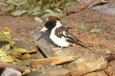 Bird Mimicry: Nature's Imitators - Nature Roamer