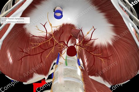 Greater Thoracic Splanchnic Nerve | Complete Anatomy