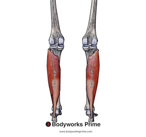 Soleus Muscle Anatomy - Bodyworks Prime