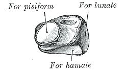 Triquetral bone - wikidoc