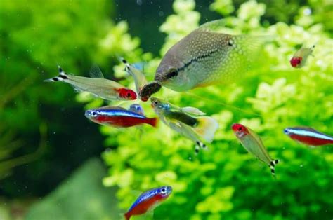 Neon Tetra Lifespan (Quanto Tempo O Neon Tetras Vive?) | Adam Faliq