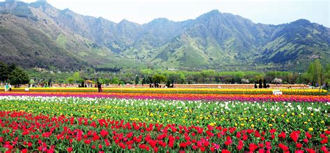 Exploring Srinagar in one day : Namaste! | Gozo cabs journey across India