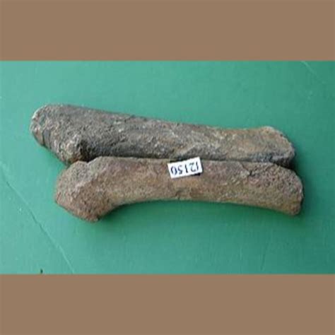 Baby Manatee Radio-Ulna Fossil - Fossils & Artifacts for Sale | Paleo ...