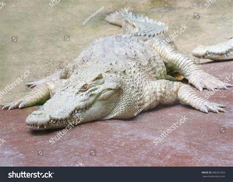 White Crocodile ,Albino Stock Photo 306261029 : Shutterstock