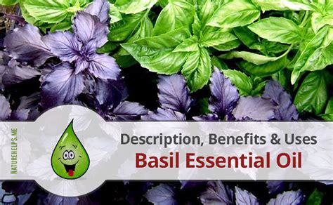 Basil Essential Oil. Description, Benefits & Uses