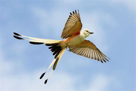 Scissor-tailed Flycatcher | BirdNote