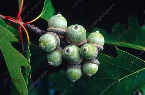 Red Oak Acorns - Stock Image - B790/0727 - Science Photo Library