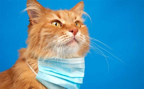 Is Cat Flu Contagious to Humans? - The Cat Space