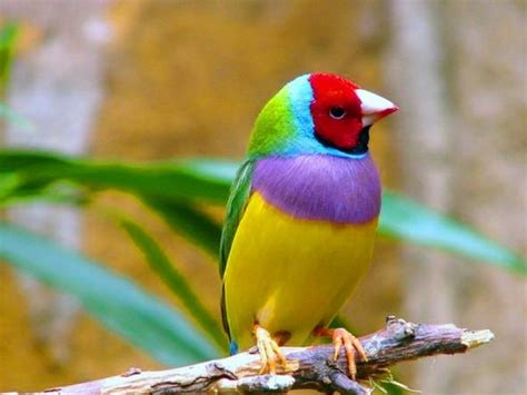 Colorful Finch Bird-Animal HD Wallpapers Preview | 10wallpaper.com