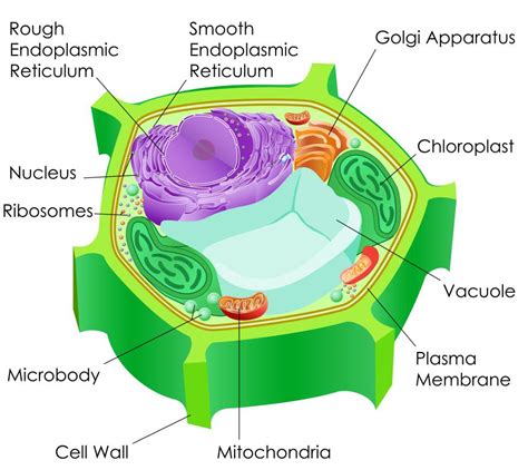 What is the Cell Theory? (with pictures)