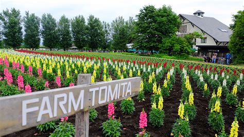 tesyasblog : Visiting Farm Tomita at Furano - Hokkaido : Public Transport, How To Get There & Budget