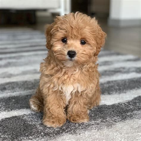 Search Results for “Maltipoo” – Maltese & Maltipoo Puppies For Sale in 2020 | Maltipoo puppy ...