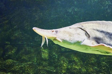 Beluga Huso Huso is a Fish of the Sturgeon Family Swimming in Clear ...