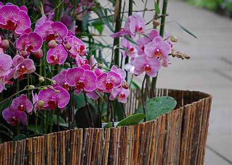 NYC ♥ NYC: 11th Annual Orchid Show Opens at the New York Botanical Garden in the Bronx