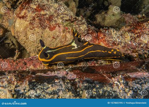 Sea slug in the Red Sea stock image. Image of nature - 157865195