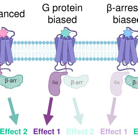 Genetically modified mice available to study the mu opioid receptor... | Download Scientific Diagram