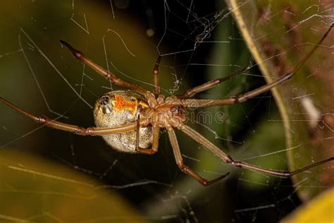 Female Adult Brown Widow Spider Stock Photo - Image of poison, female ...