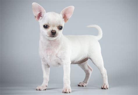 Pictures Chihuahua dog White animal