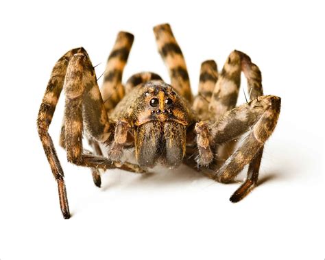 Wolf Spider Insect Facts | AZ Animals