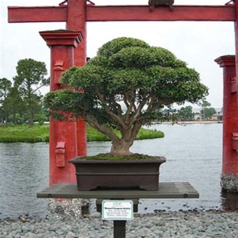 Dragon Tree Bonsai | Nursery in Palm City | Discover Martin County