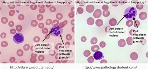 Haematology in a NutShell: Polymorphonuclear (Segmented) Neutrophils