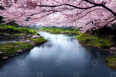 Beautiful landscape of river and blooming cherry blossoms in spr stock photo (269459 ...