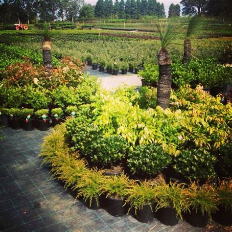 Budget Nursery | Glenorie NSW