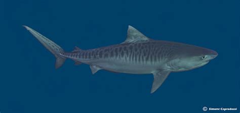 Le requin tigre | Scuba-People