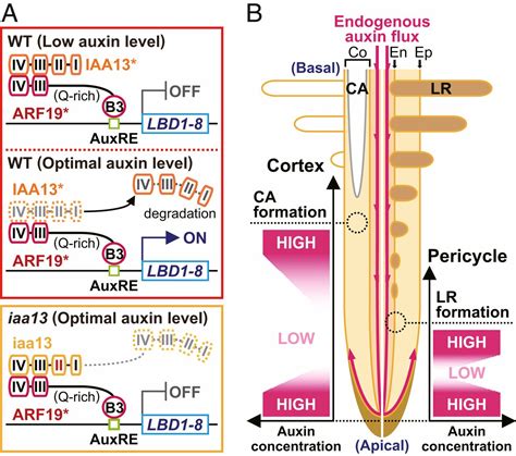 Fine control of aerenchyma and lateral root development through Aux/IAA- and ARF-dependent auxin ...