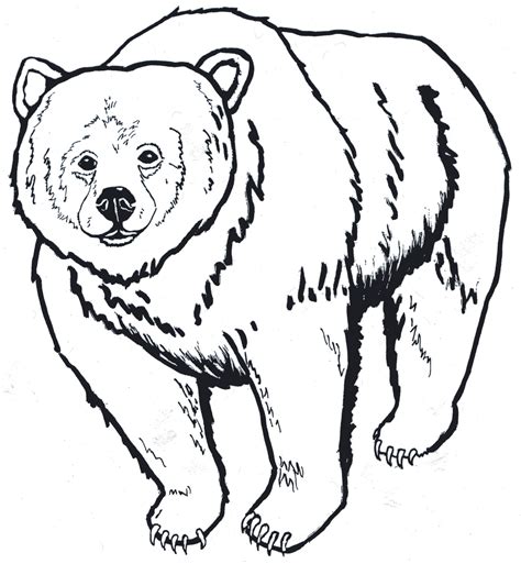 K-3, Unit Four, Activity 2: Which Bear? - Glacier National Park (U.S. National Park Service)