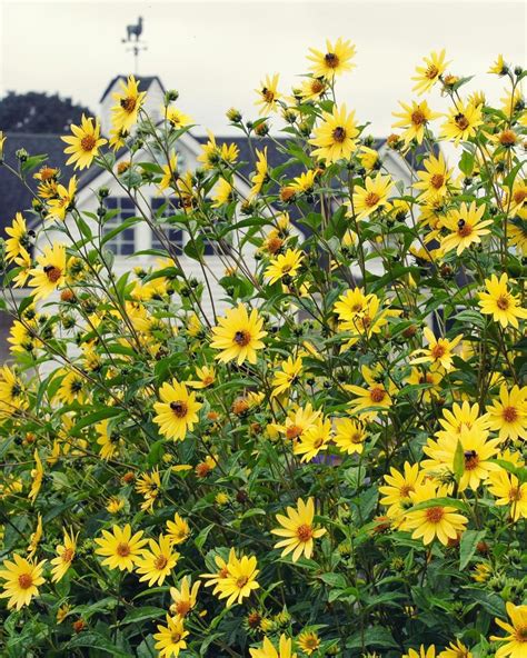 Helianthus 'Lemon Queen' in the Front Garden