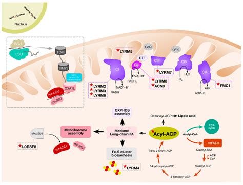 Interactions between the mitochondrial acyl carrier protein and LYRM ...