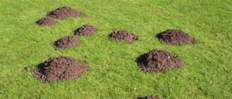 4 Hazards of Having Gophers on Your Property