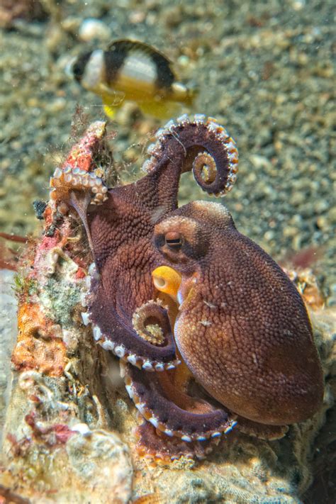 What Are An Octopus' Predators? - OctoNation - The Largest Octopus Fan Club!