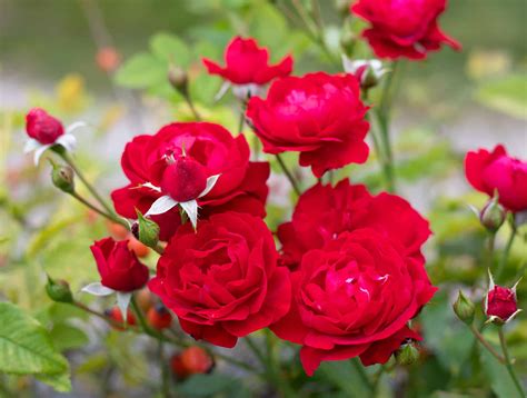 When Do Roses Bloom? Discover Peak Season by Zone - A-Z Animals