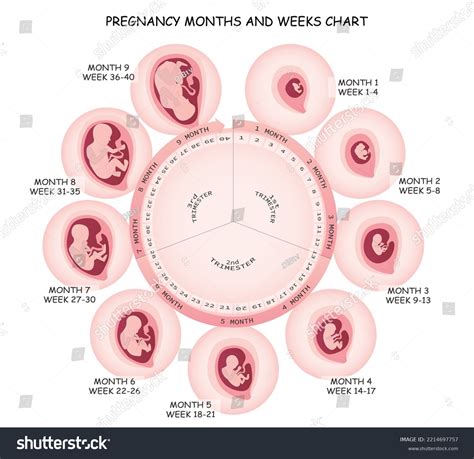 Pregnancy Months Weeks Chart Medicine Vector Stock Vector (Royalty Free) 2214697757 | Shutterstock