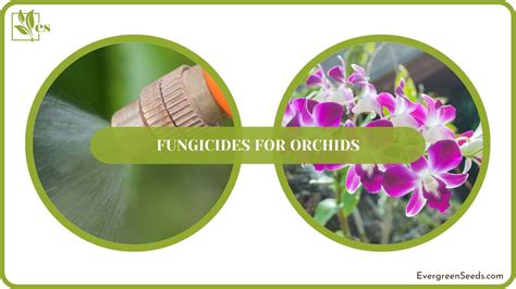 Fungicides for Orchids: Common Diseases and Their Causes