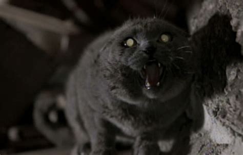 Pet Sematary (1989) - Cinema Cats