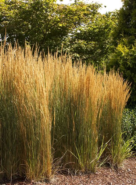 Overdam Feather Reed Grass - Pahl's Market - Apple Valley, MN