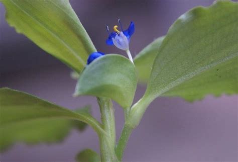 Commelina - Alchetron, The Free Social Encyclopedia