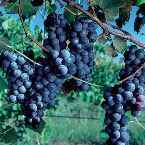 Concord Grape Vine - Stark Bro’s