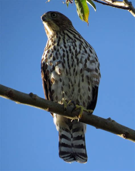 The Cooper's Hawk | WYPR