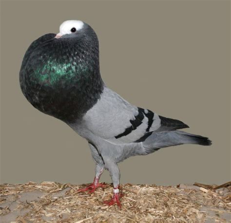 Silesian Pouter Pigeon Pictures ~ ENCYCLOPEDIA OF PIGEON BREEDS ...