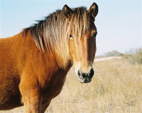 The Beautiful Corolla Wild Horses